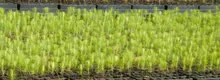 Pine seedlings